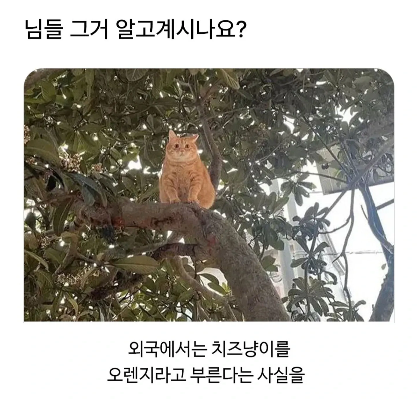 치즈냥이가 외국에서는 오렌지라고 불린다는 밈