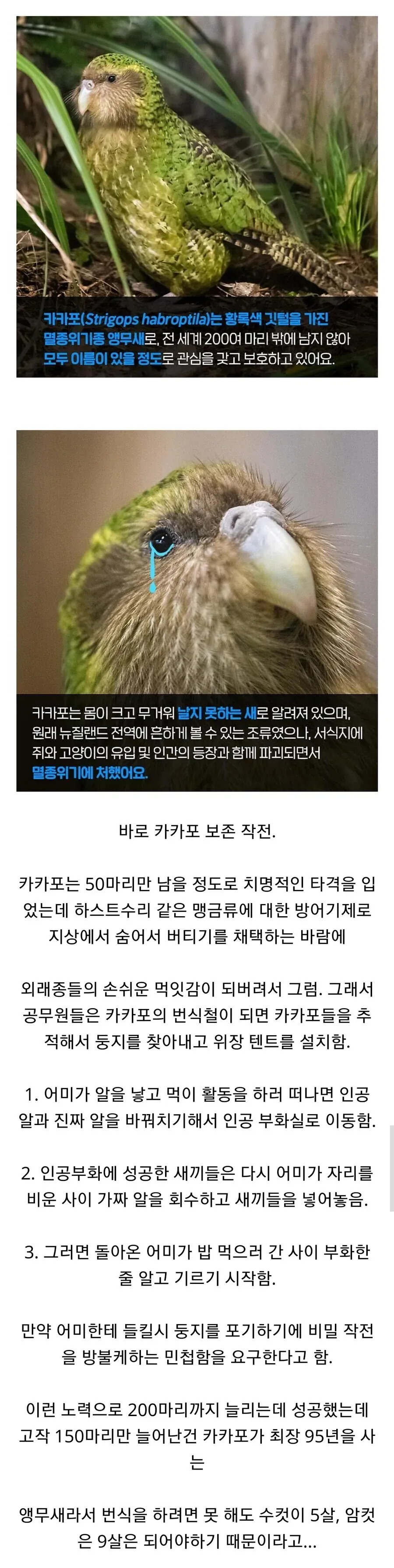 뉴질랜드 멸종위기 카이카 앵무새 보존 조사 자료