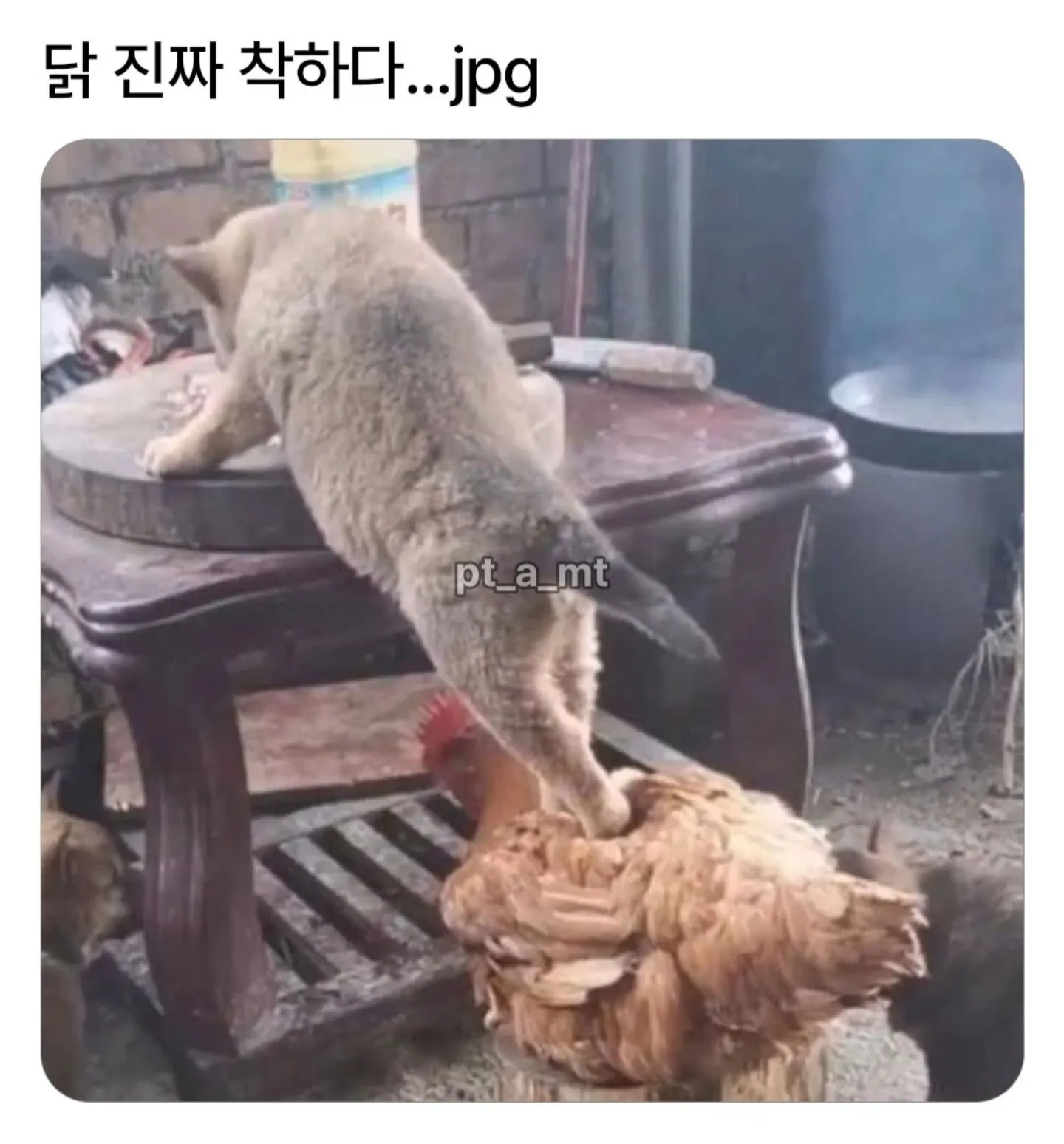 착한 닭의 모습을 담은 사진