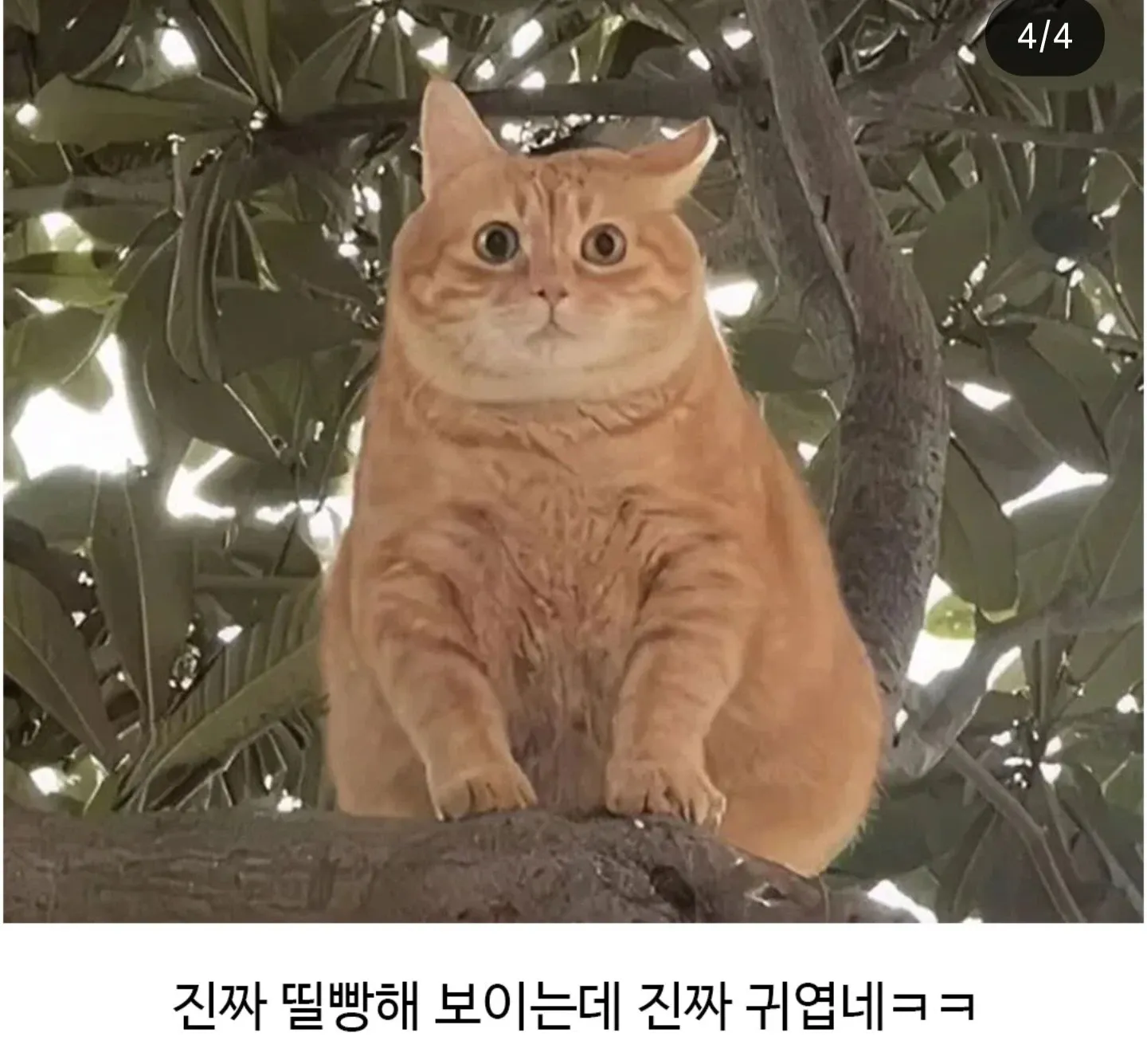 뛰빵하고 귀여움을 표현한 한국어 댓글