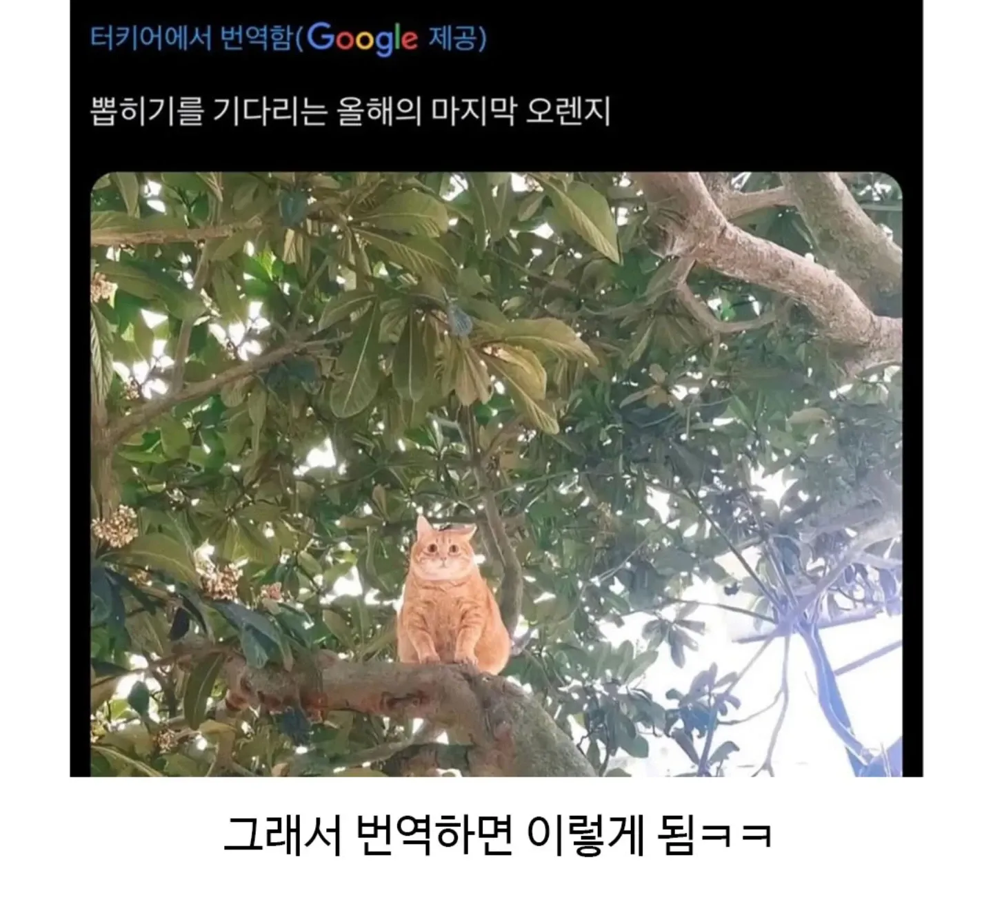뽑히기를 기다리는 올해의 마지막 오렌지 번역 결과 텍스트 이미지