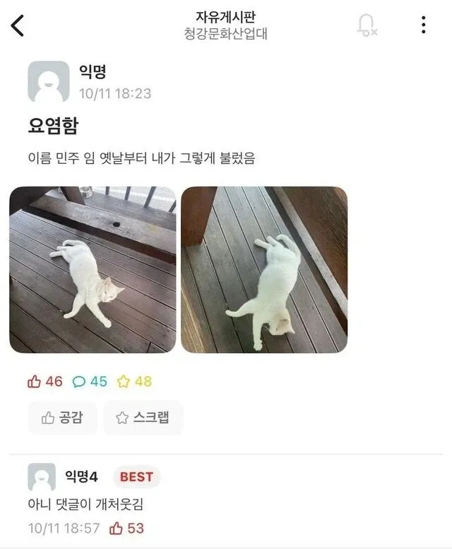 자유게시판의 고양이 이름 관련 댓글 토론 스크린샷