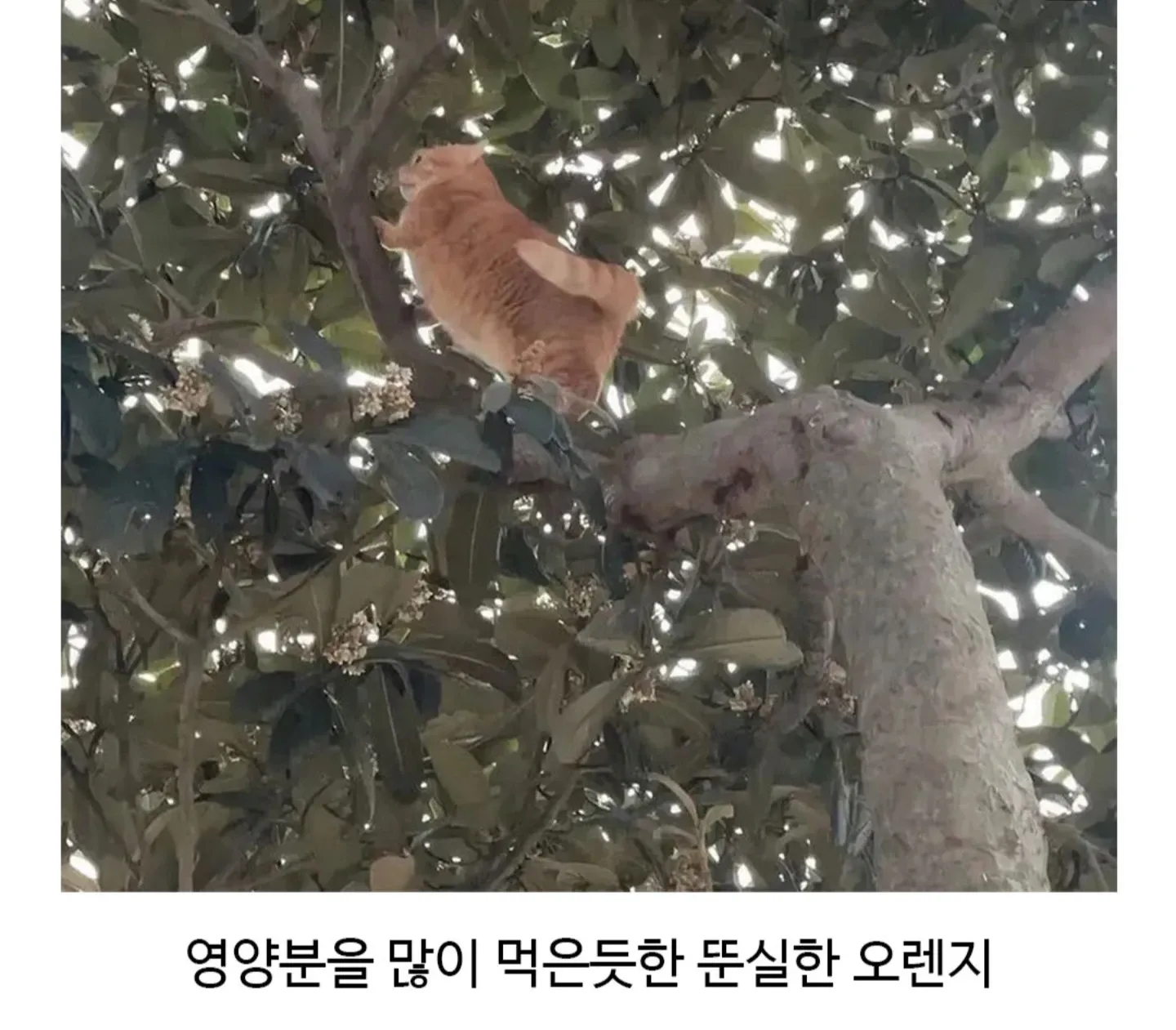 영양과 맛을 담은 오렌지
