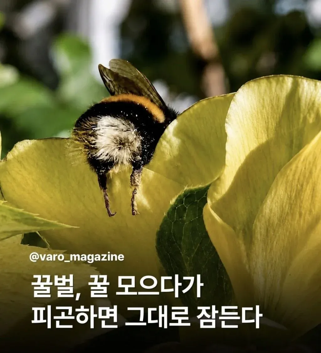 꿀을 모으다가 피곤해 그대로 잠든 벌