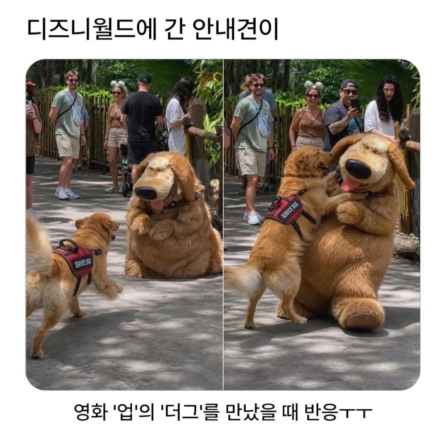 안내견이 디즈니랜드에서 주인을 안내하고 있습니다