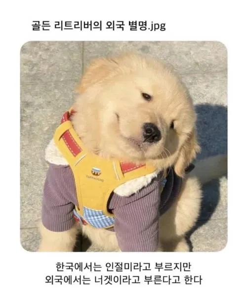 ```
한국 인절미, 외국 너겟이라 불리는 골든 리트리버
```