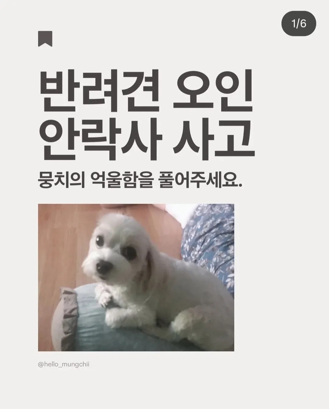 약 처방받다가 동물병원에서 실수로 안락사된 강아지