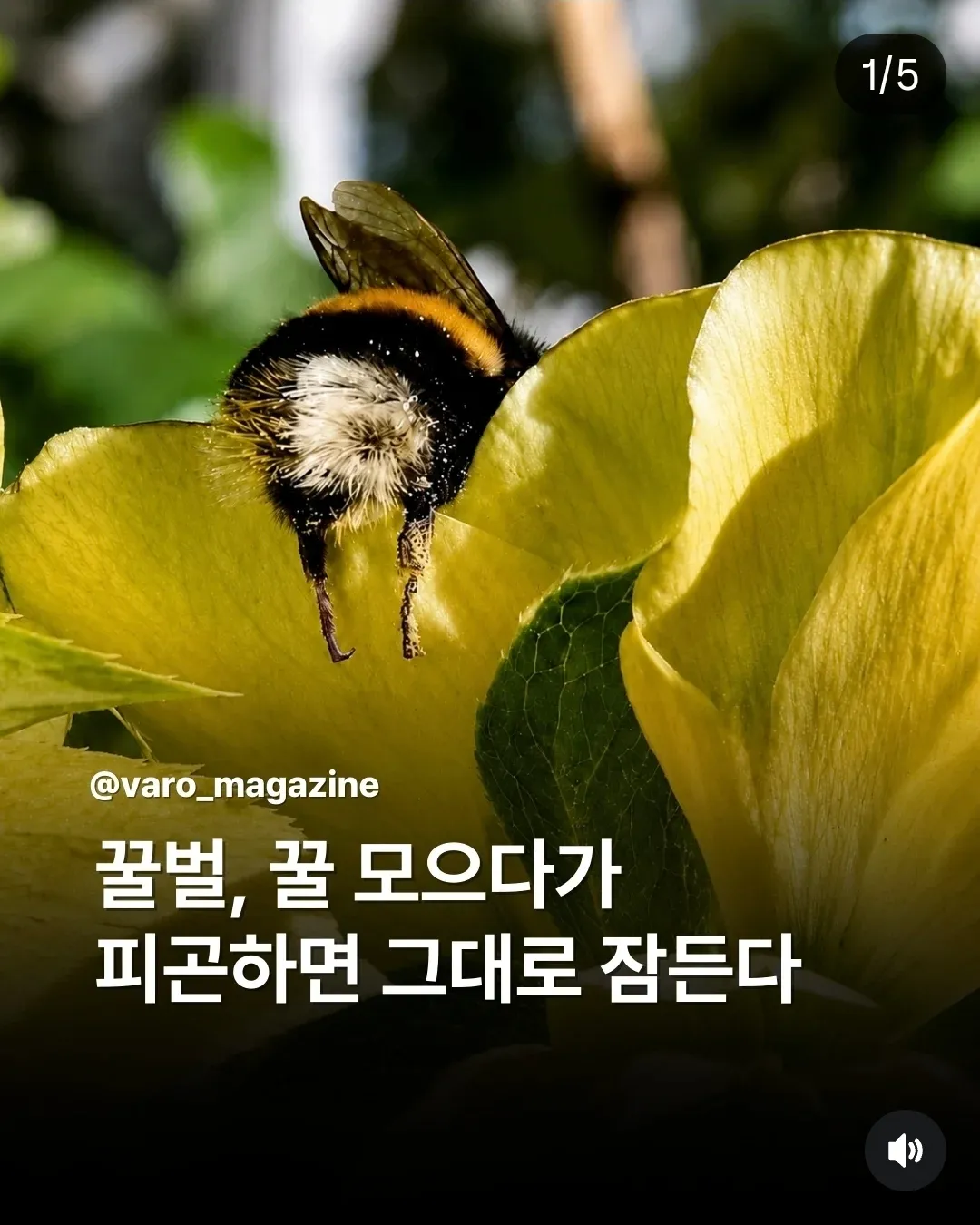 꿀을 모으다 피곤해서 잠든 꿀벌