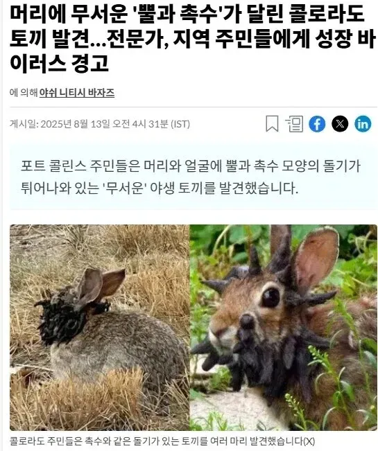 머리에 뿔과 족수 모양의 돌기가 있는 야생 토끼