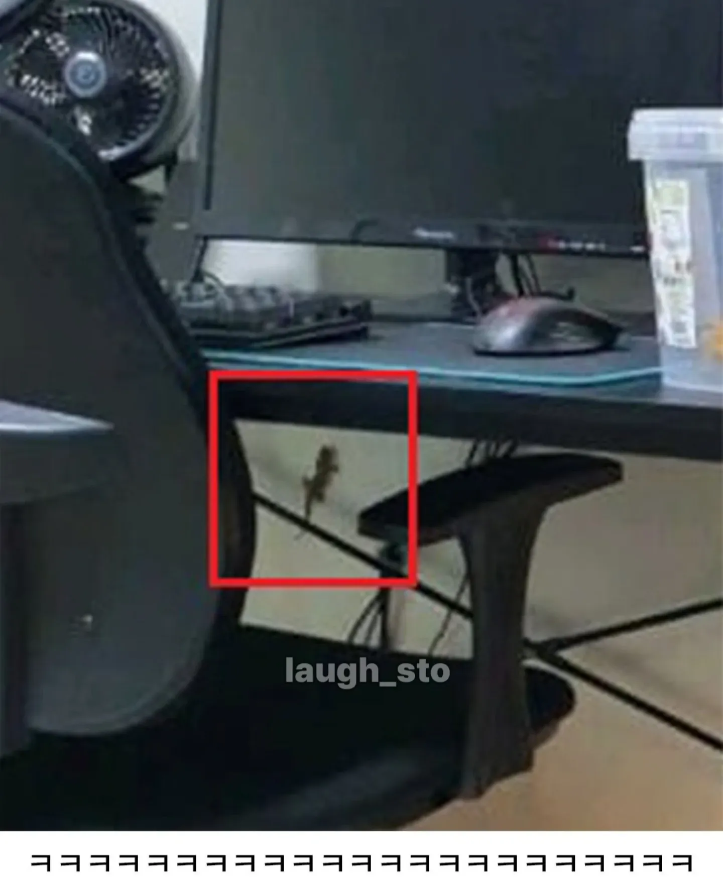 웃음이 터지는 싱글벙글 도마뱀 찾기 게임 장면