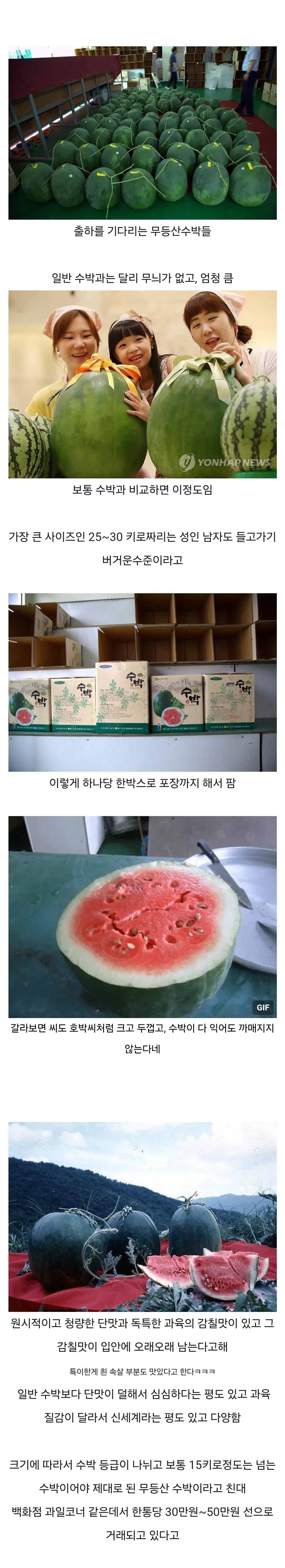 귀족의 과일 무등산 수박: 무늬 없는 초대형, 감칠맛이 특징