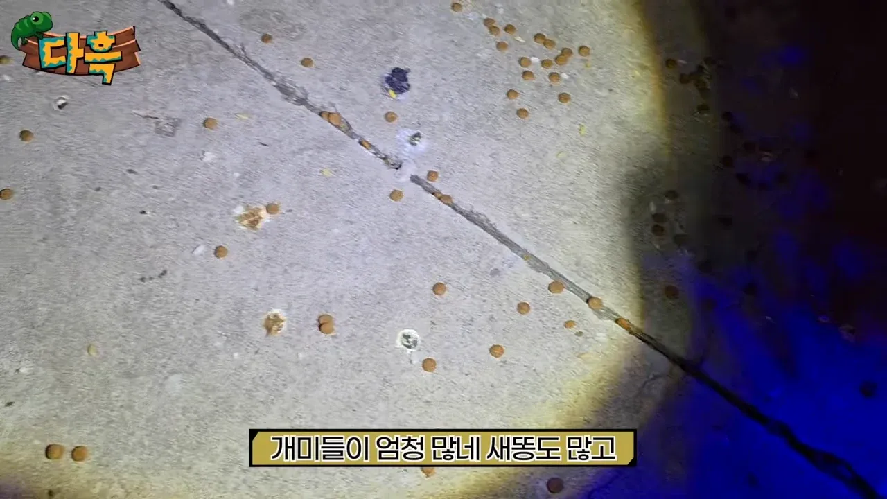 서울로7017 유튜버 촬영, 개미와 새똥이 많은 모습