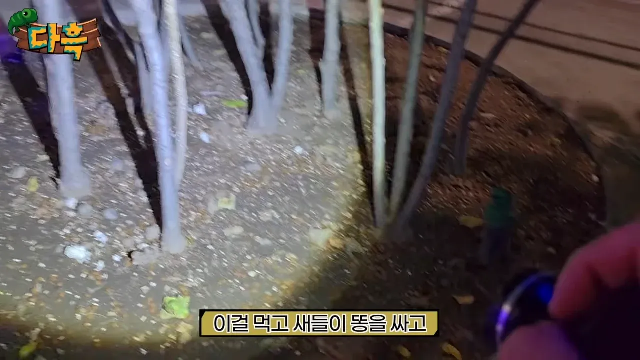 바퀴벌레를 섭취한 새의 배설물로 보이는 서울로7017의 위생 문제 영상