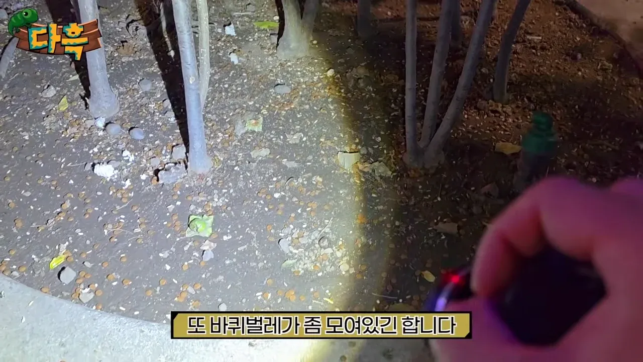 서울로7017에서 발견된 줄지어 모인 바퀴벌레들