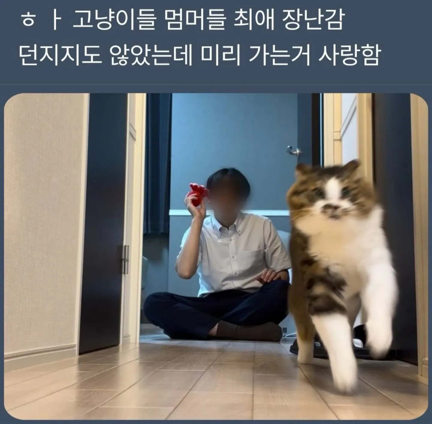 고양이와 강아지가 좋아하는 최애 장난감 소개 텍스트