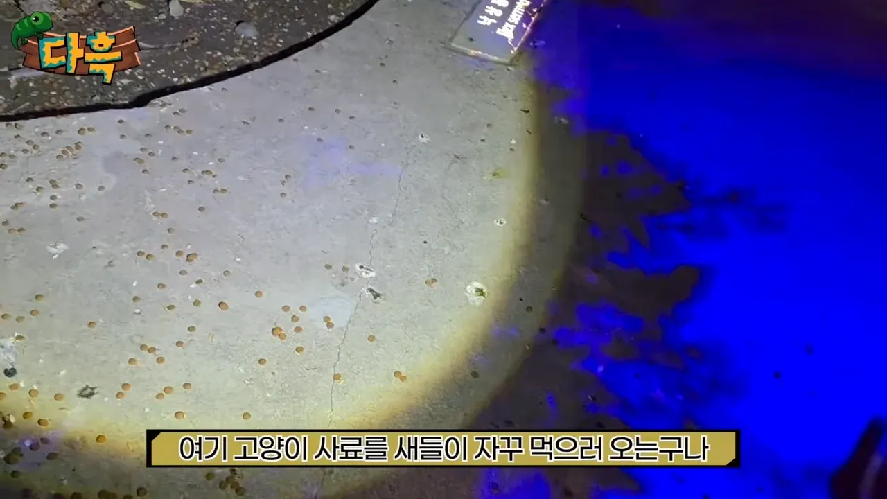 고양이 사료에 몰려든 새들, 서울로7017에서 발견