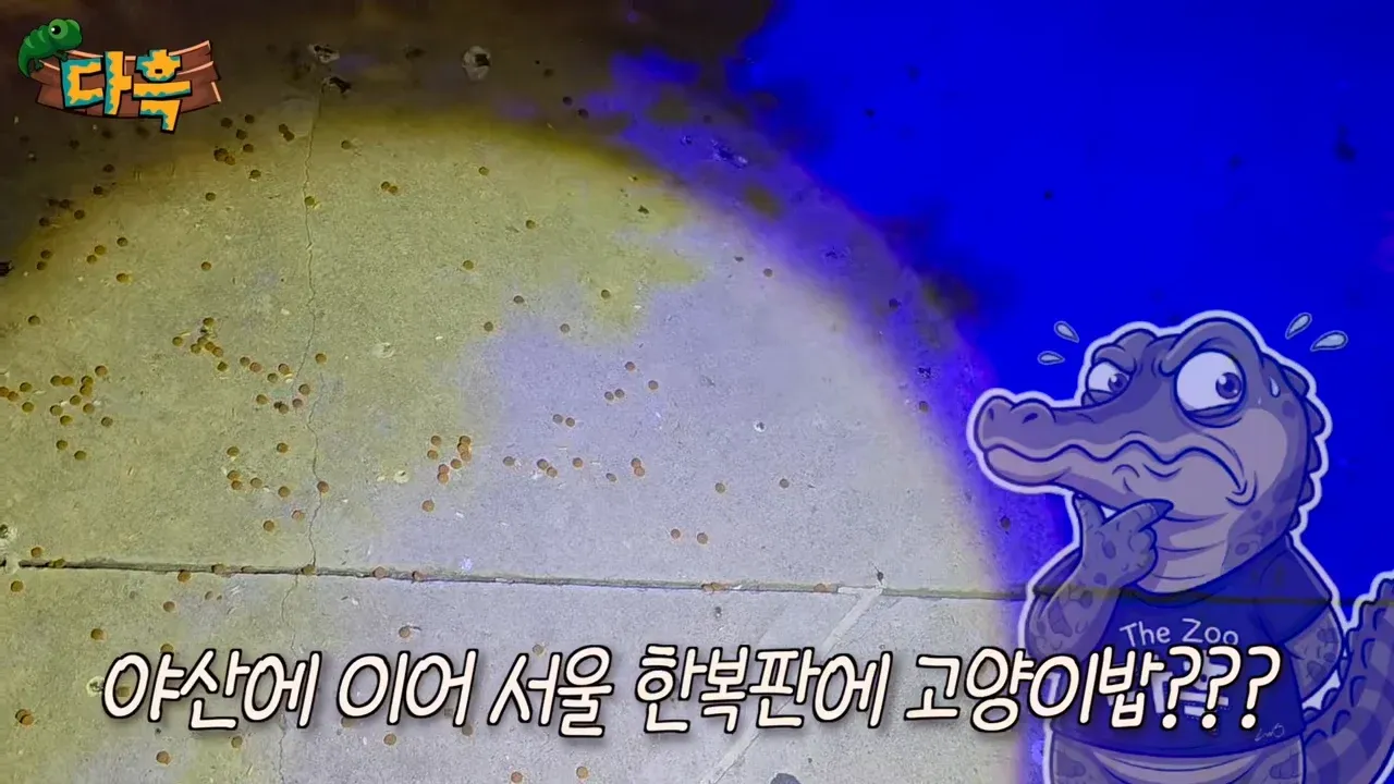 바퀴벌레 넘치는 서울로7017에서 발견된 고양이밤