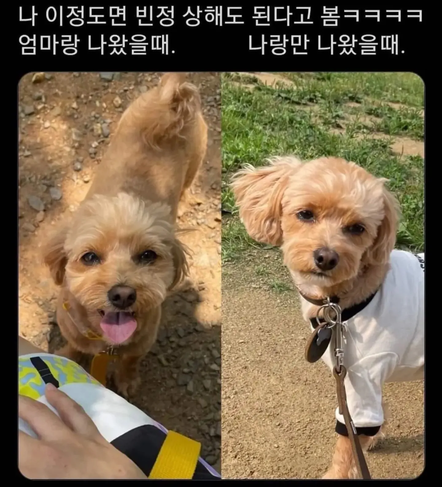 강아지 사진 비교 밈: 엄마와 찍은 사진과 자신과만 찍은 사진