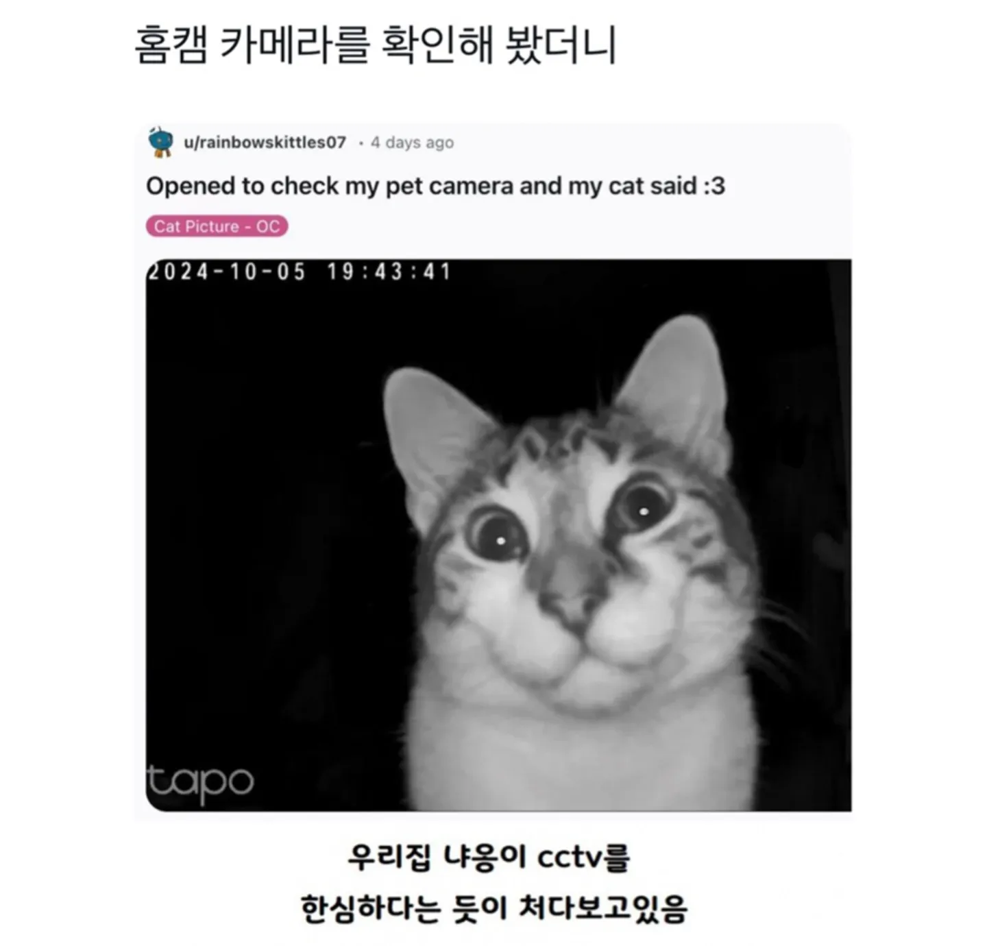 한심하다는 듯 홈캠을 쳐다보는 고양이