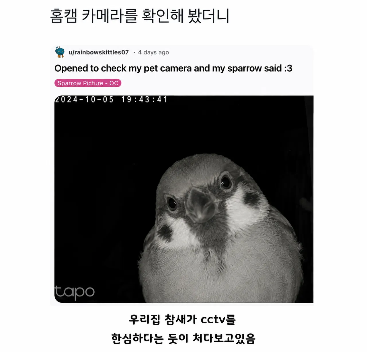 홈캠 속 참새가 카메라를 한심하다는 듯 쳐다보는 모습