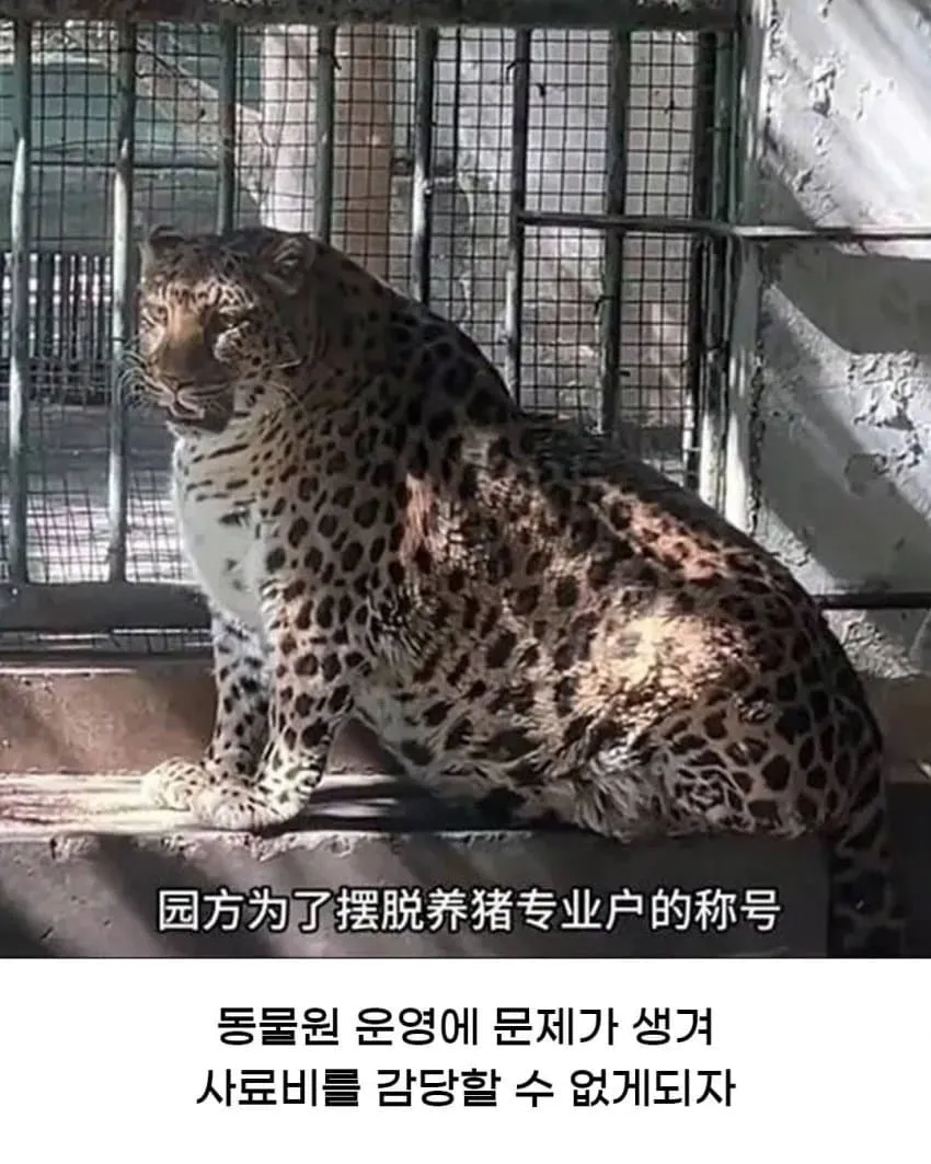 It seems you're trying to process an image with the text "중국 동물원 대 참사.jpg" and some OCR errors, but
