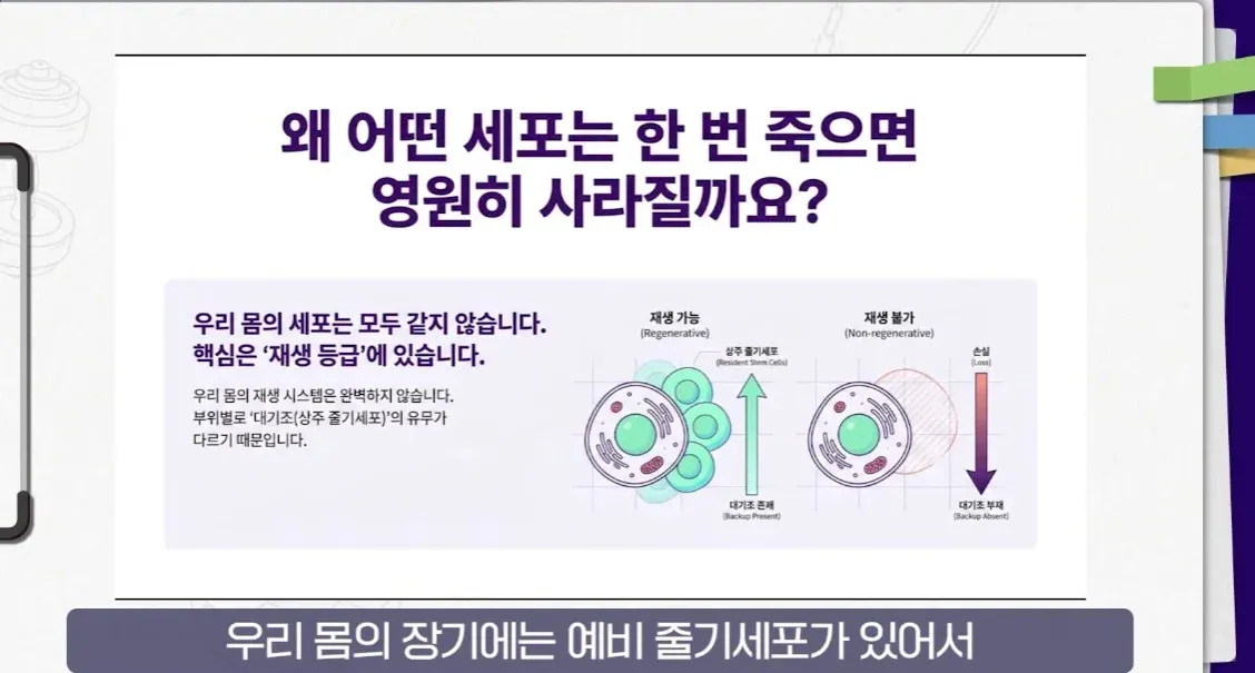 세포의 재생 등급을 설명하는 인포그래픽으로, 상주 줄기세포가 있어 재생 가능한 세포와 예비 세포가 없어 손실 후 재생되지 않는 세포를 비교한다.