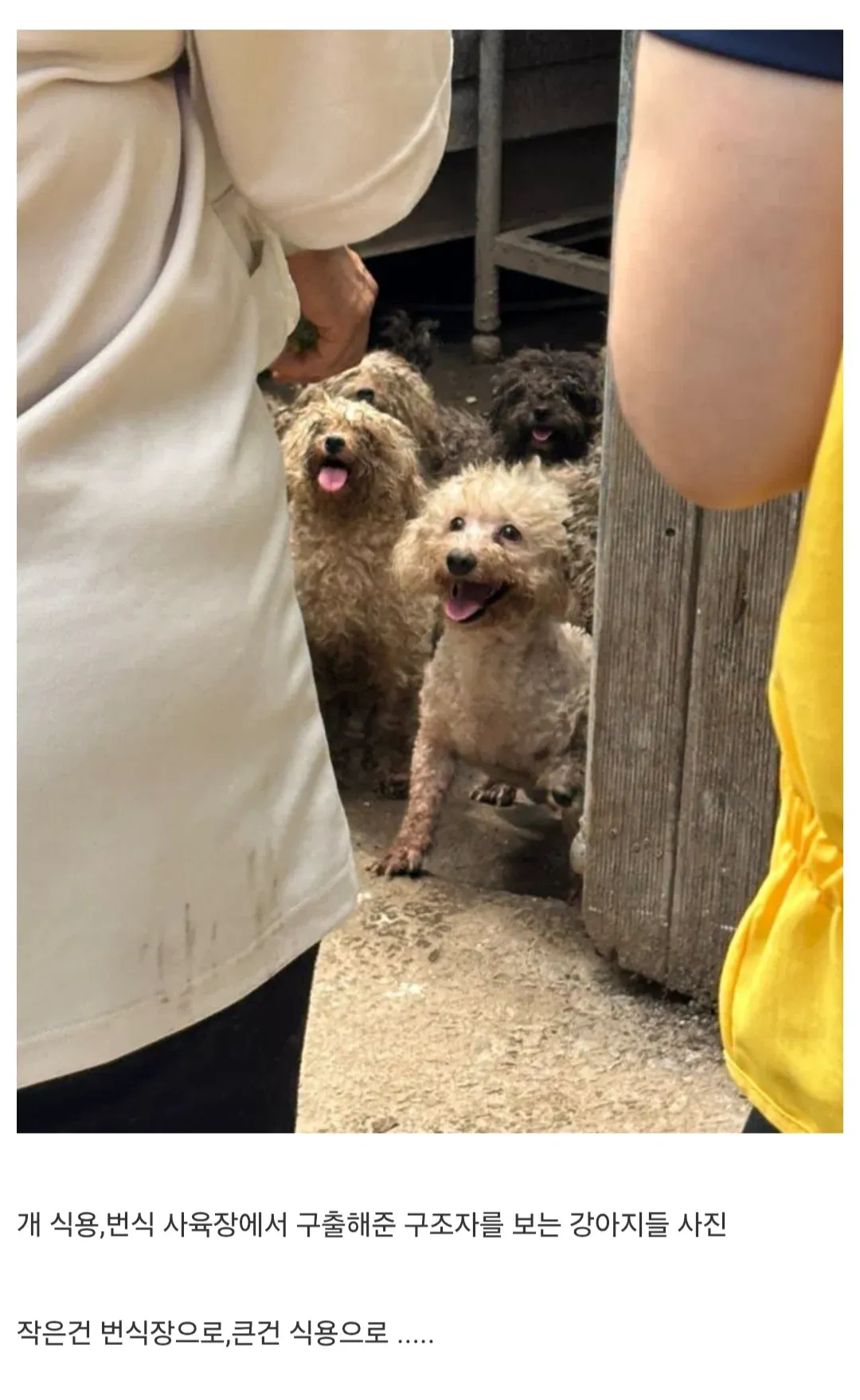 번식장과 식용견 농장에서 구조된 강아지들이 구조자를 바라보고 있다.