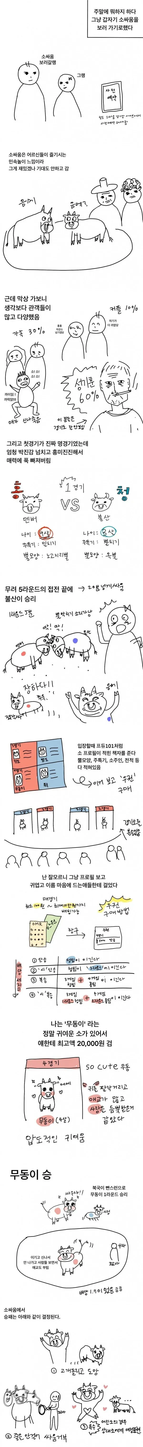 청도 소싸움 경기장에서 관객들이 박진감 넘치는 소싸움을 관람하는 모습