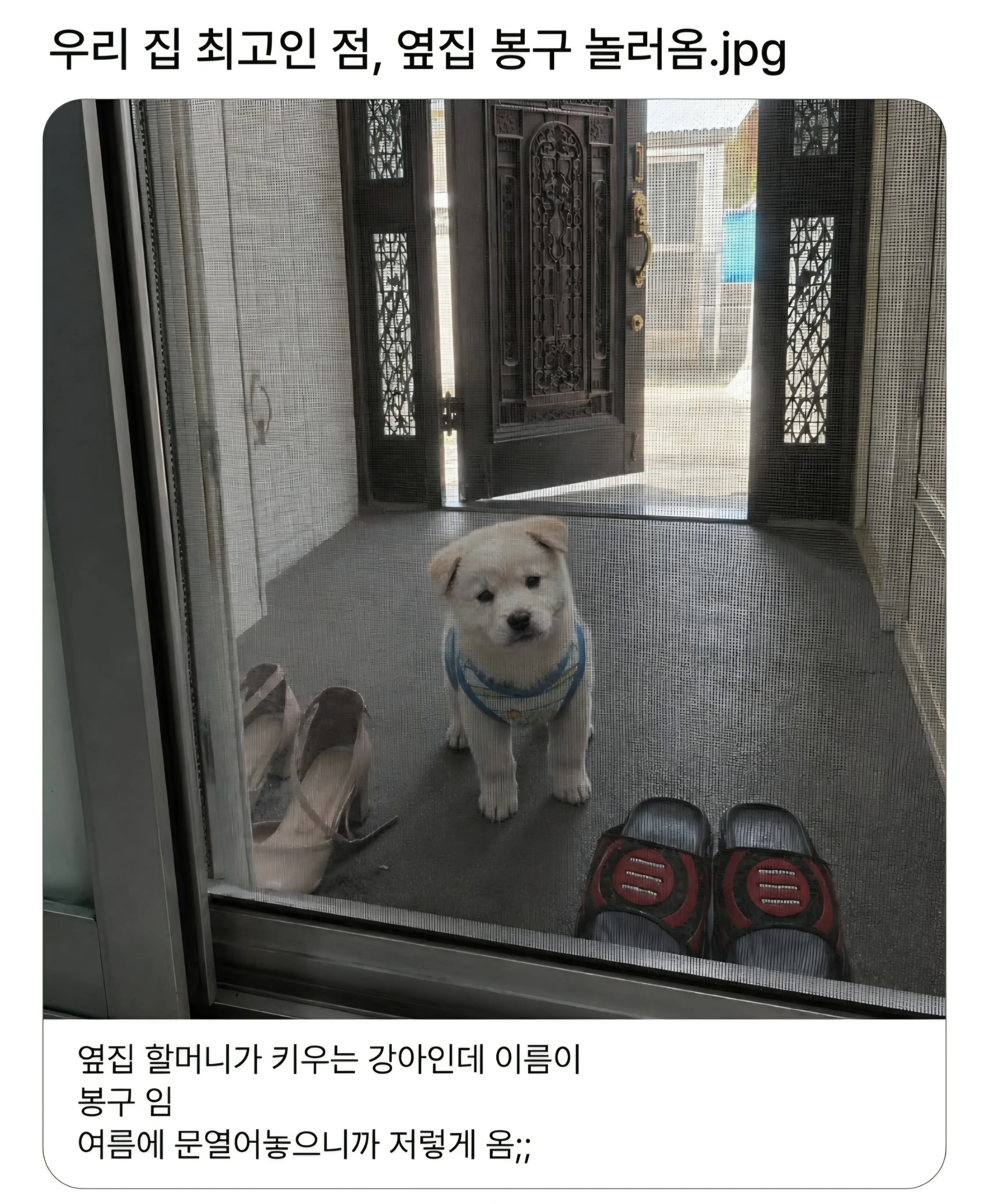 우리 집 강아지와 옆집 강아지 봉구가 함께 놀고 있다.