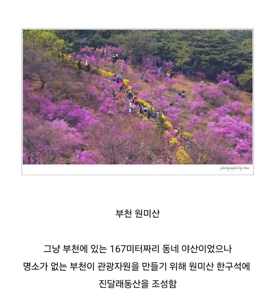 부천 원미산에 조성된 진달래동산