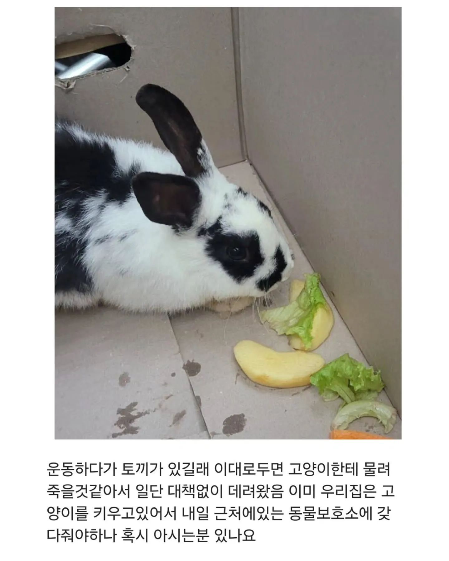 운동 중 발견해 집으로 데려온 토끼를 안고 있는 모습