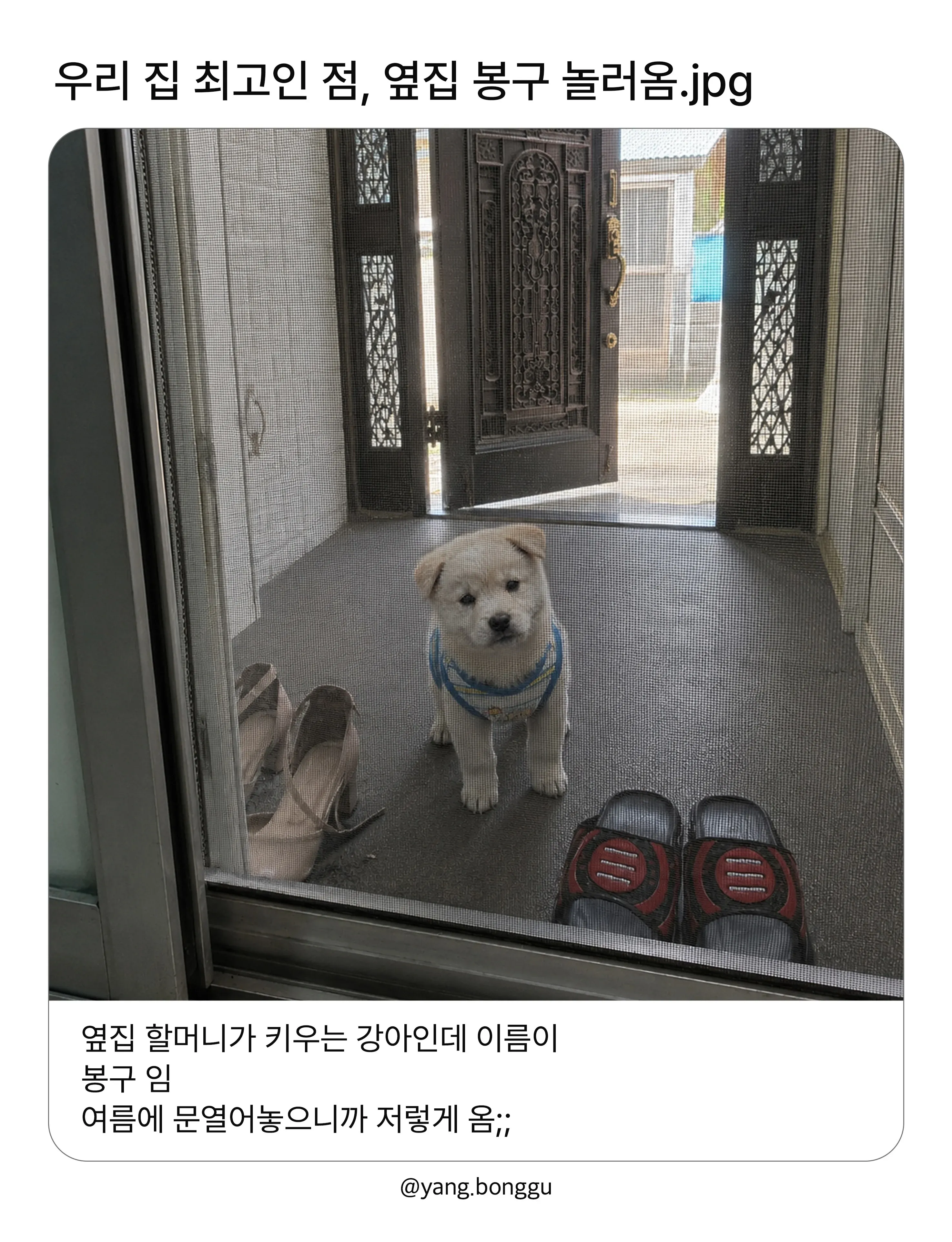 현관문 앞에 앉아 있는 옆집 강아지 봉구