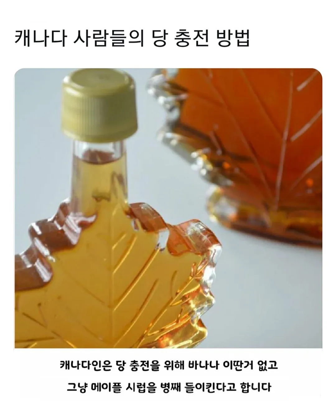 캐나다인이 메이플 시럽을 병째 마시는 모습