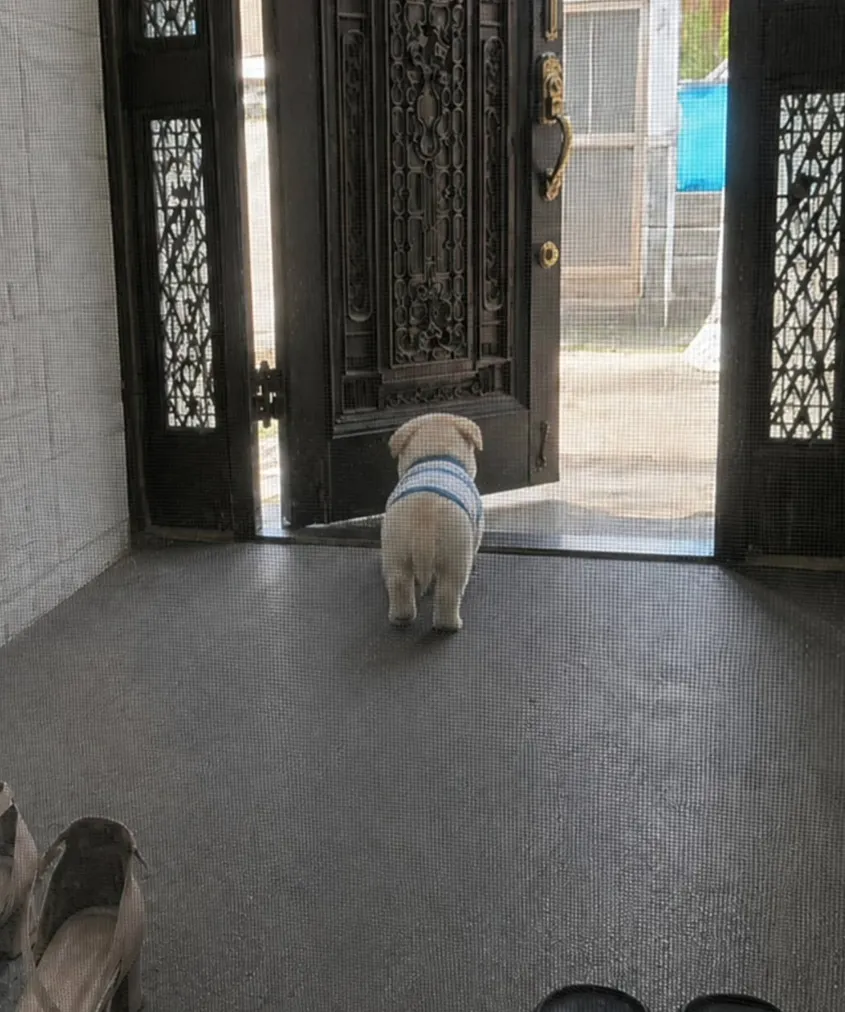 우리 집 점이와 옆집 봉구가 함께 있는 모습