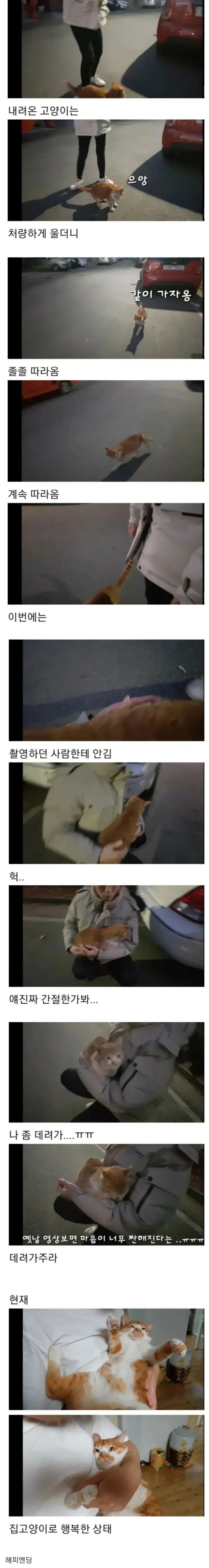촬영자를 졸졸 따라오며 데려가 달라는 듯 우는 고양이