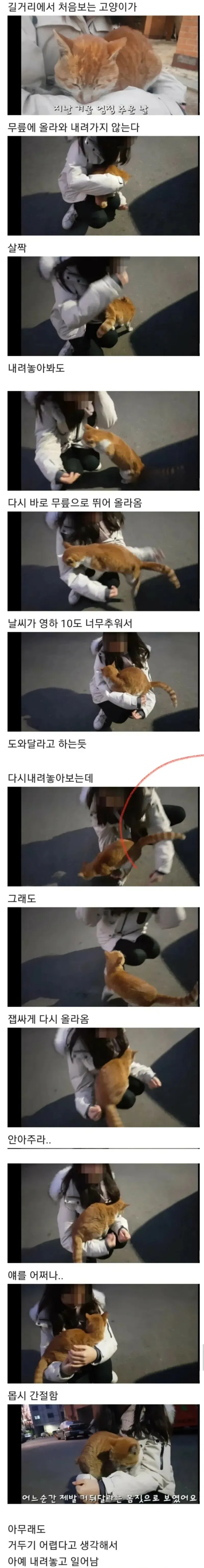 영하 10도 거리에서 처음 본 고양이가 사람의 무릎에 올라와 떠나지 않는 모습
