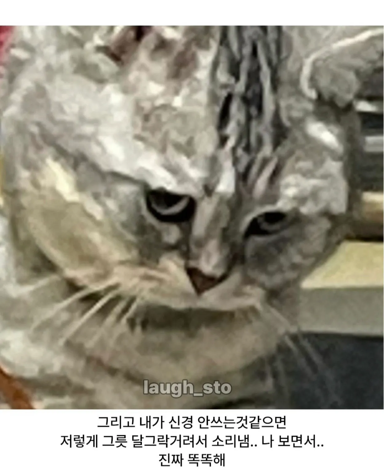 그릇을 달그락거리며 사람을 바라보는 고양이