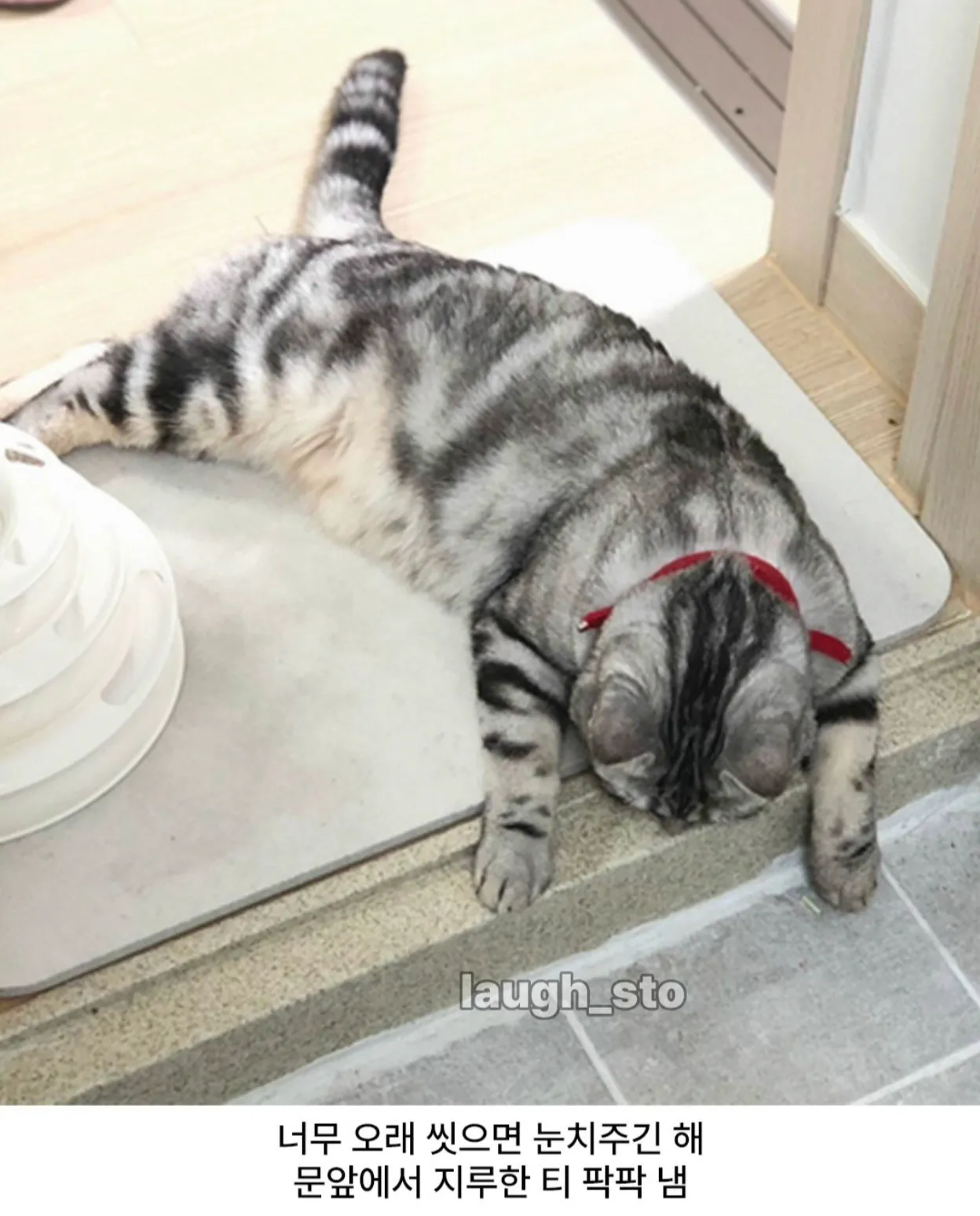 문 앞에서 지루한 티를 팍팍 내며 눈치 주는 고양이