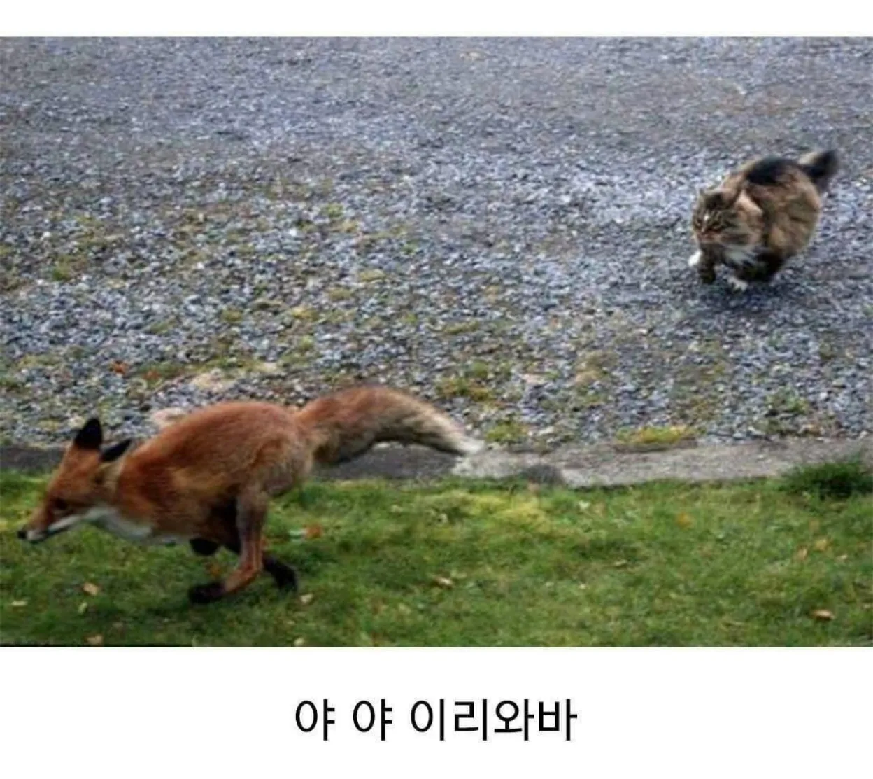 배가 고파 사냥에 나선 여우