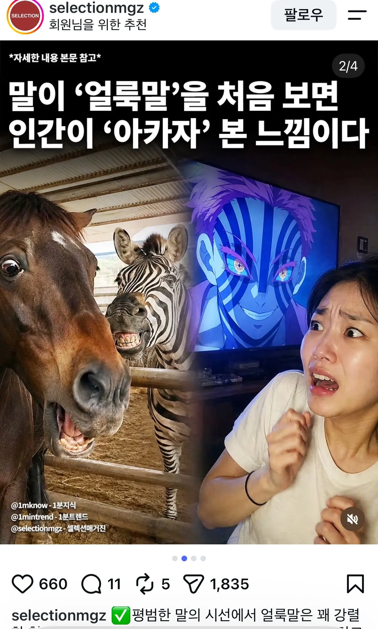 셀렉션 매거진에 실린 강렬한 얼룩말 이미지