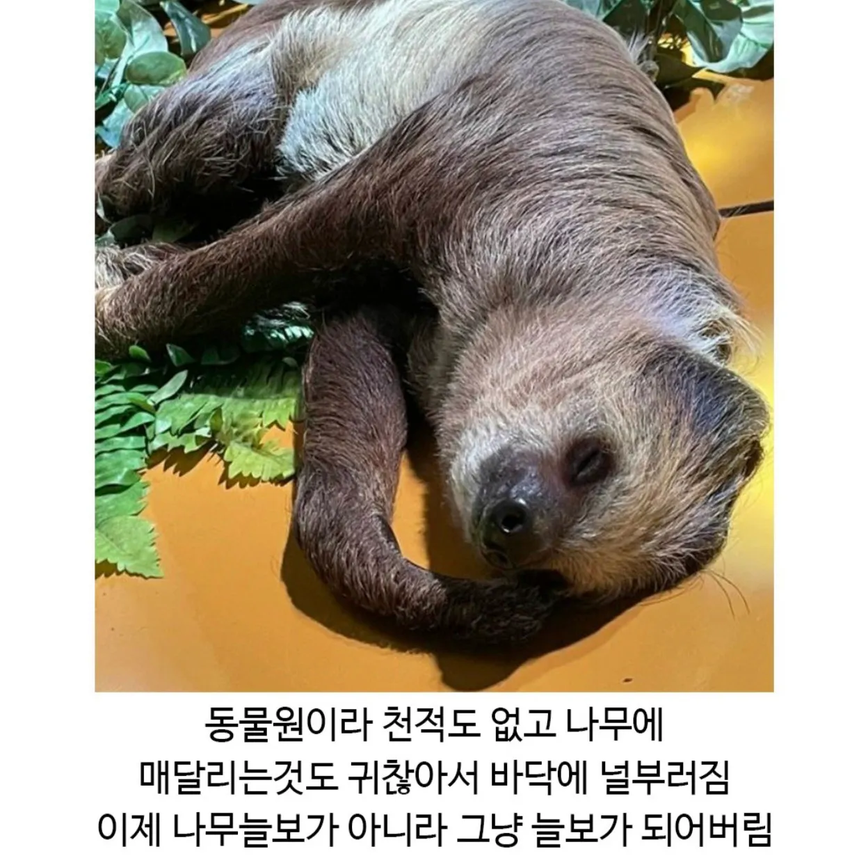 동물원 바닥에 널브러져 쉬는 나무늘보