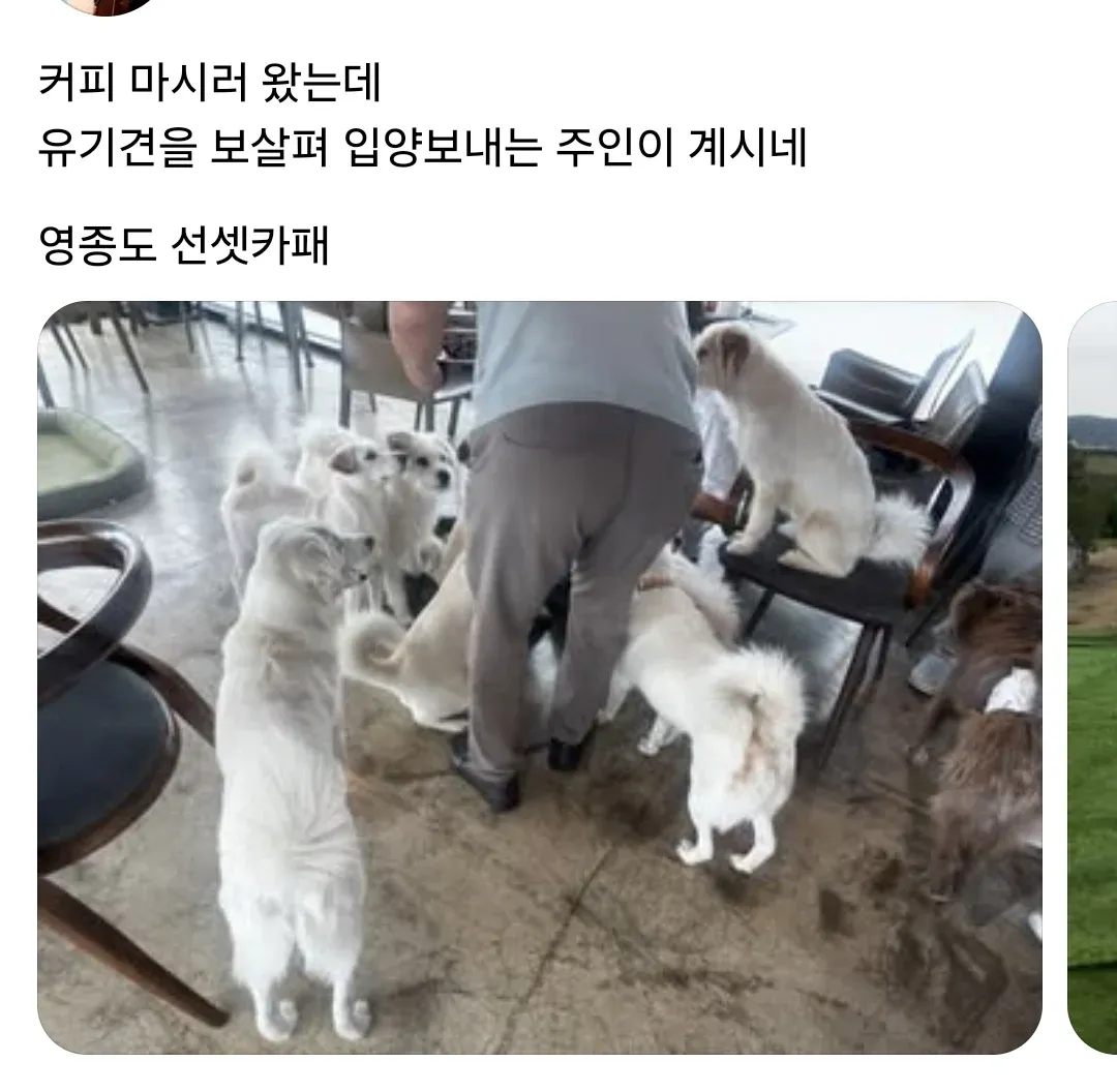 인천 영종도 선셋카페에서 유기견을 돌보며 입양을 돕는 모습