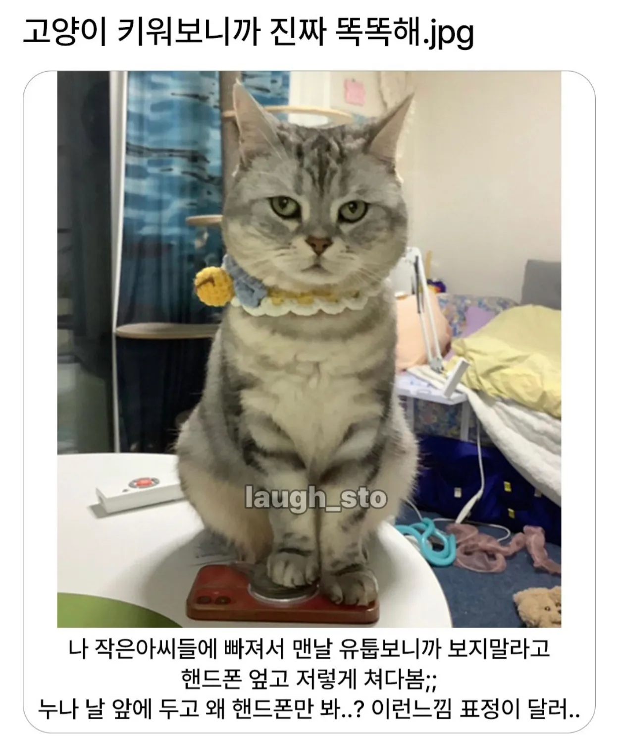 핸드폰만 보는 누나를 빤히 바라보는 고양이