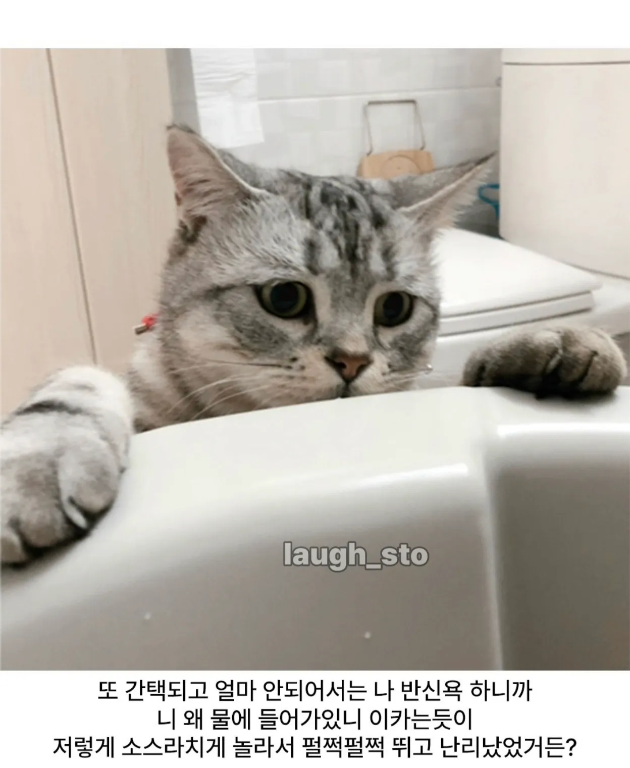 욕조에 들어간 사람을 보고 놀라 뛰는 고양이ғыҙ