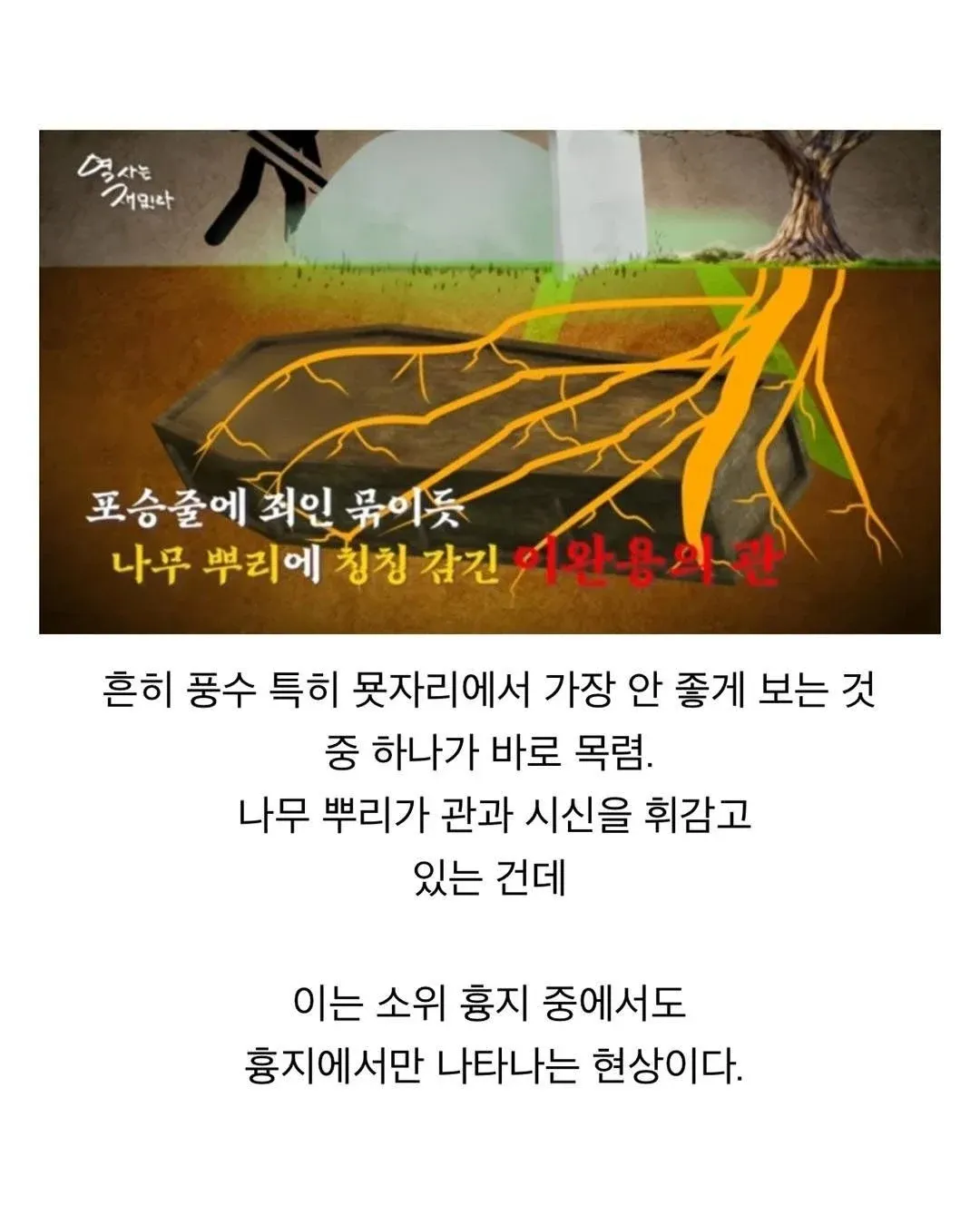나무 뿌리가 관과 시신을 휘감은 흉지 ‘목렴’