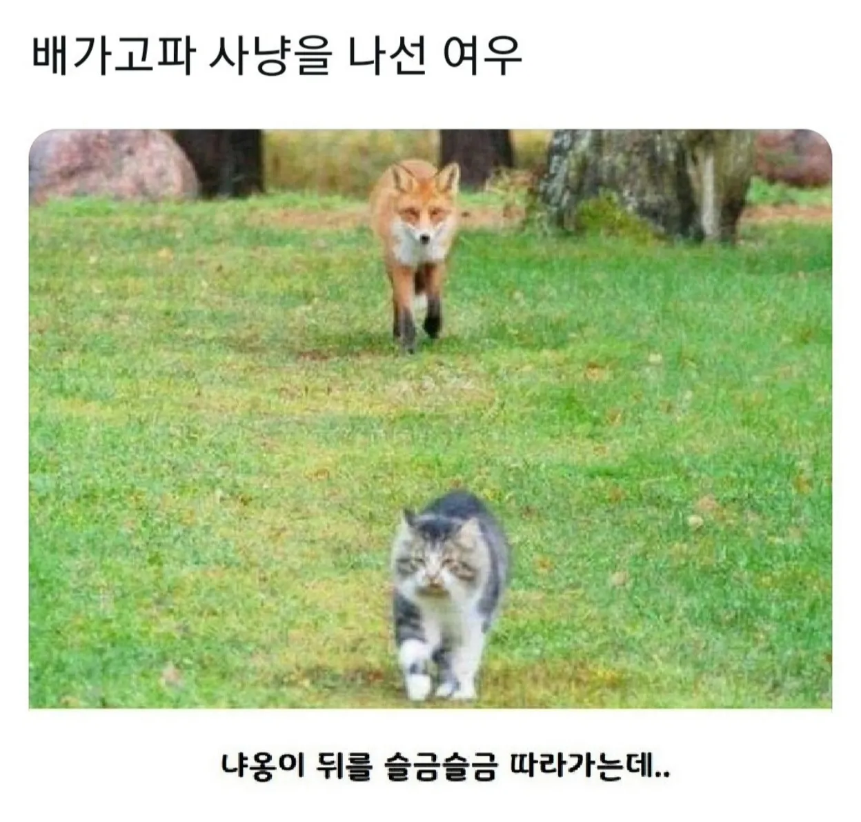 배가 고파 사냥을 나선 여우를 냐옹이가 따라간다