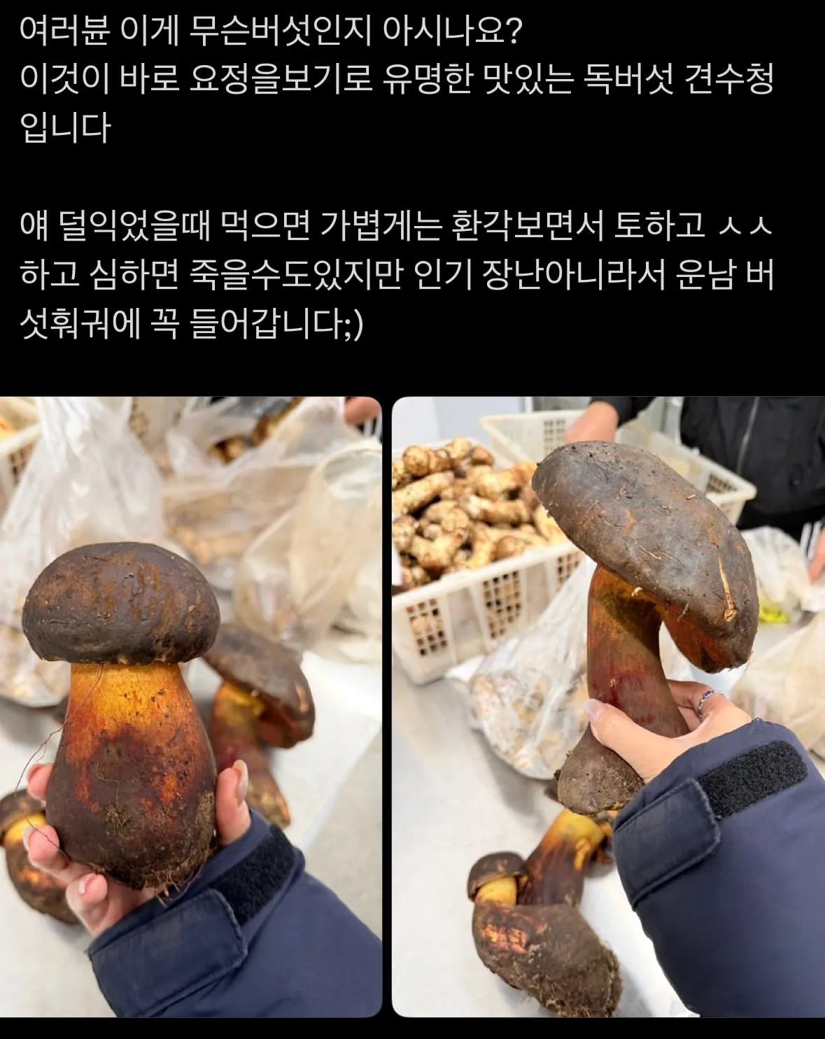 OCR 기준으로 다음과 같은 alt 텍스트를 사용할 수 있습니다.

```html
alt="중국의 독버섯 먹는 법을 소개하는 이미지. 덜 익은 독버섯을 먹으면 환각, 구토, 설사와