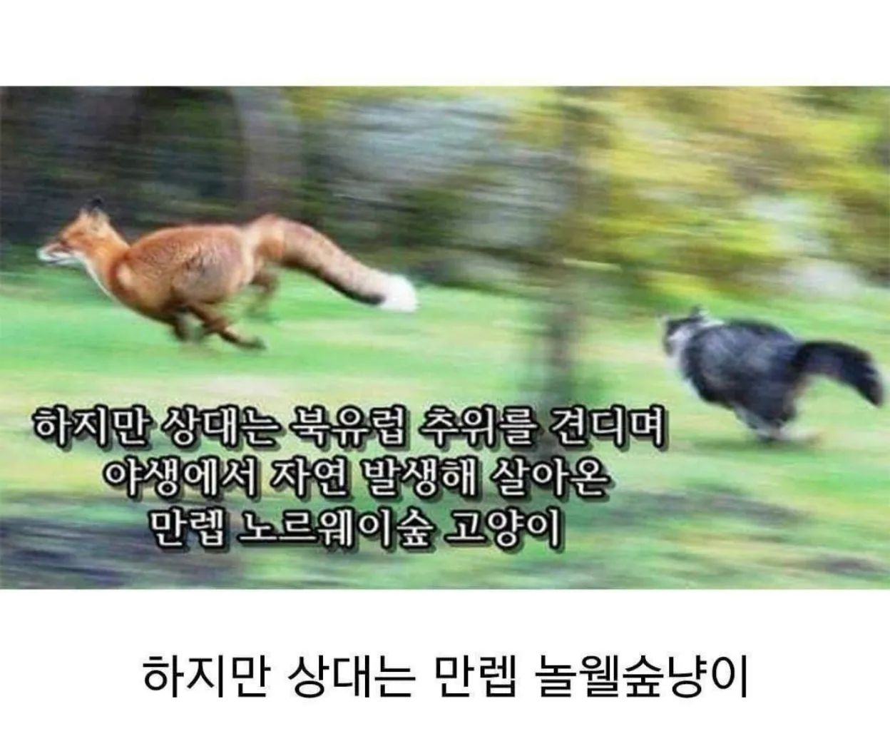 배가 고파 사냥을 나선 여우
