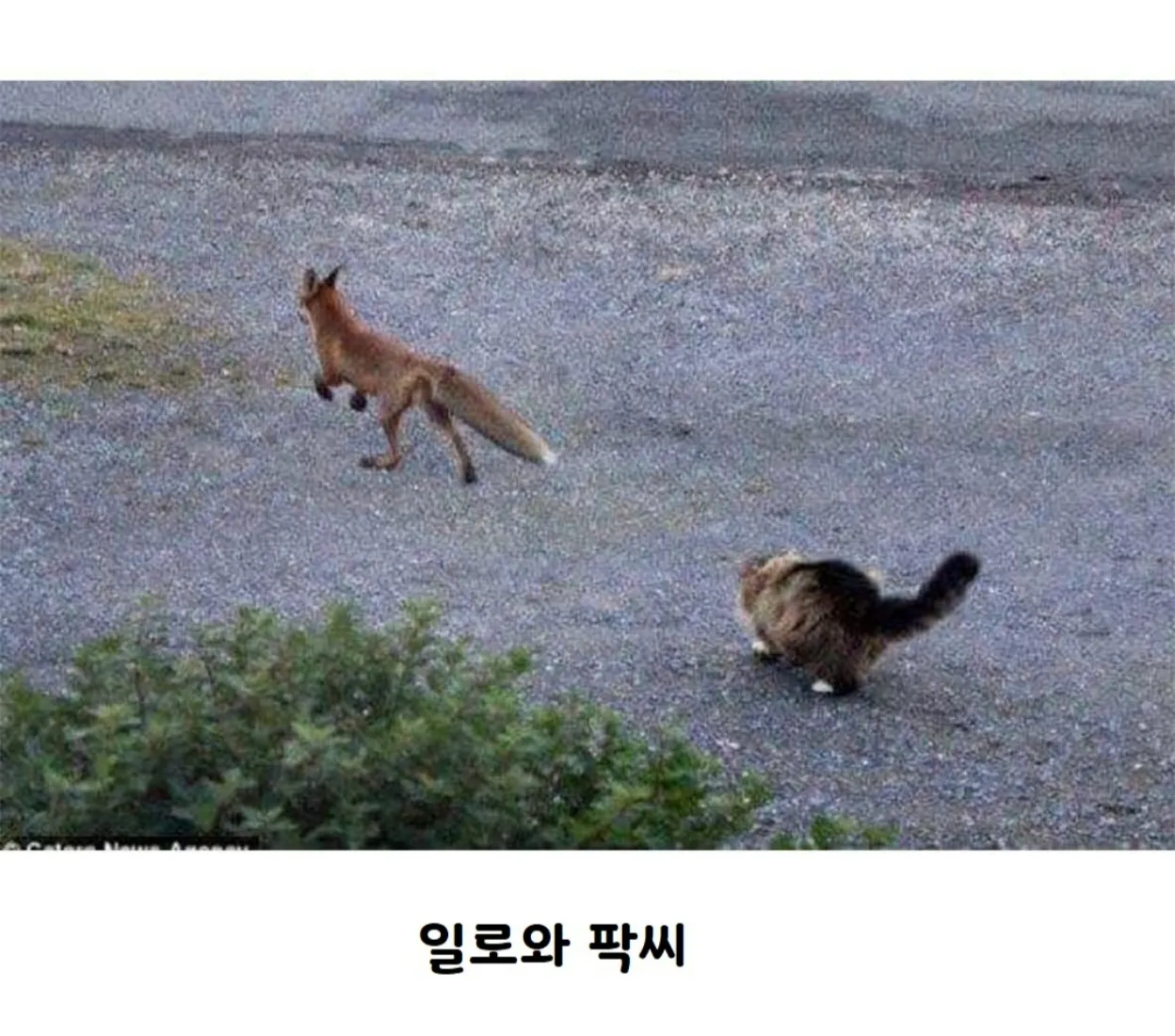 배가 고파 사냥을 나선 여우