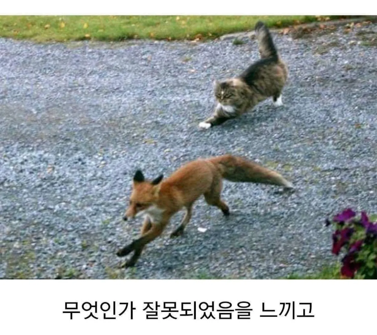 배가 고파 사냥을 나선 여우